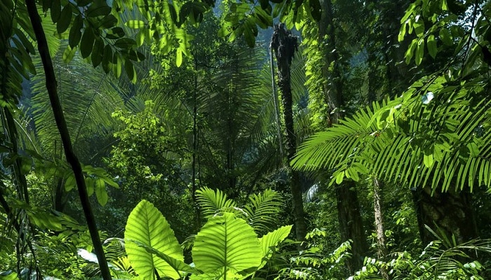 Selvas Tropicales, Clima, Ubicación, Animales, Plantas, Beneficios,  Importancia