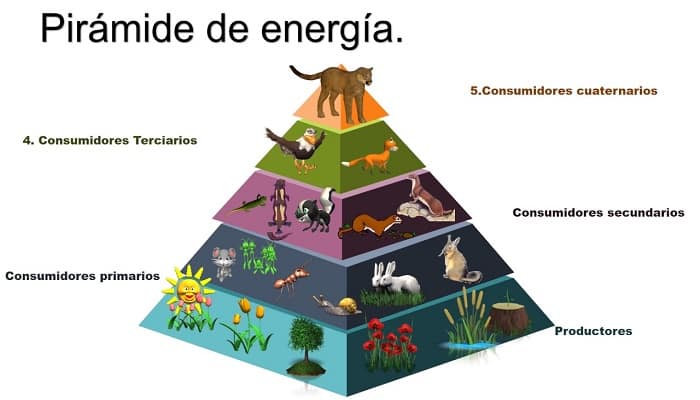 Pirámide De Energía, Que Es, Niveles, Ejemplos, El Porqué De Su Forma