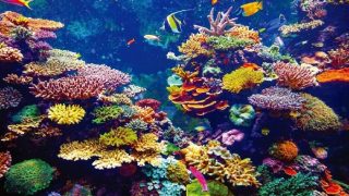 bioma del arrecife de coral