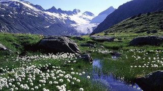 bioma de la tundra alpina